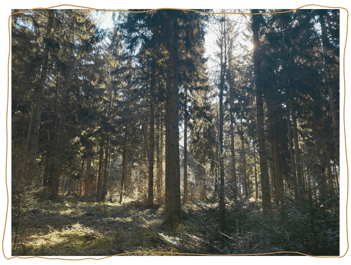 bains foret (1)